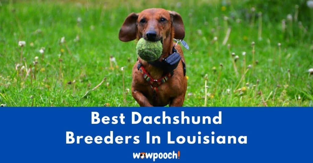 Top 8 Best Dachshund Breeders In Louisiana (LA) State