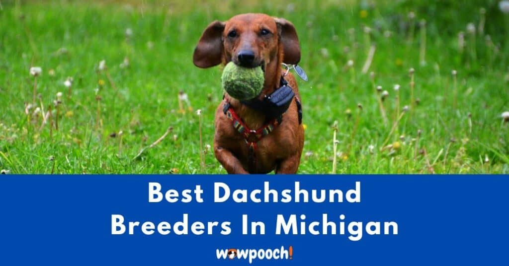 Top 8 Best Dachshund Breeders In Michigan (MI) State