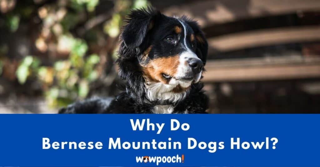 Why Do Bernese Mountain Dogs Howl?