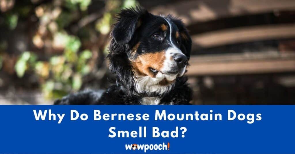 Why Do Bernese Mountain Dogs Smell Bad?