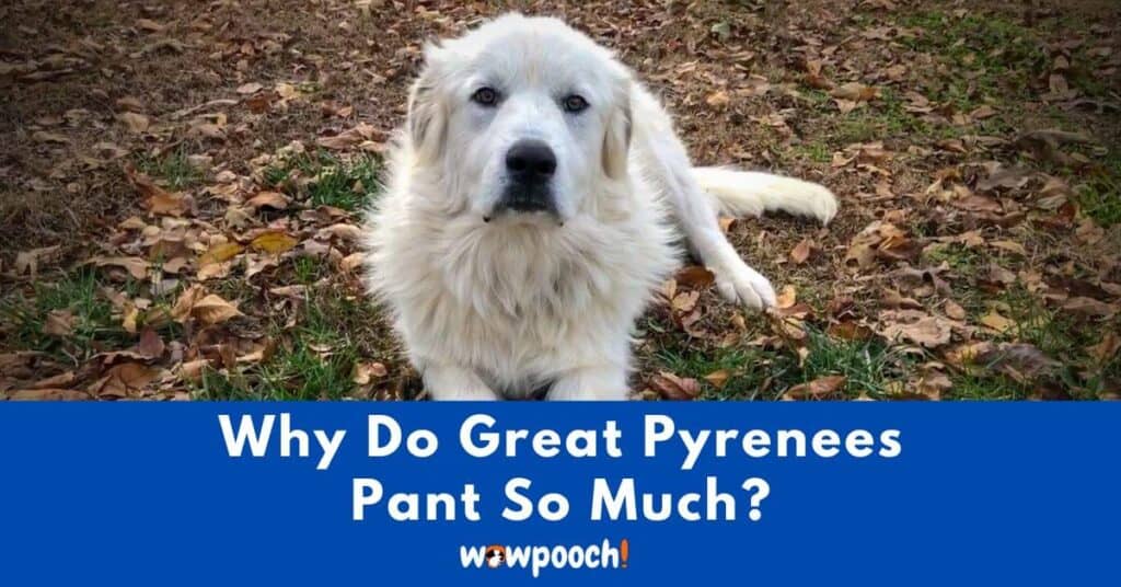 Why Do Great Pyrenees Pant So Much?
