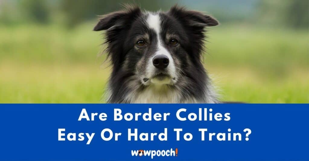 Are Border Collies Easy Or Hard To Train?
