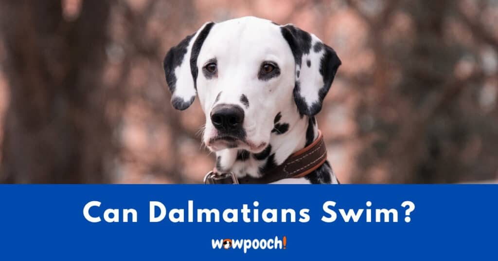 Can Dalmatians Swim?