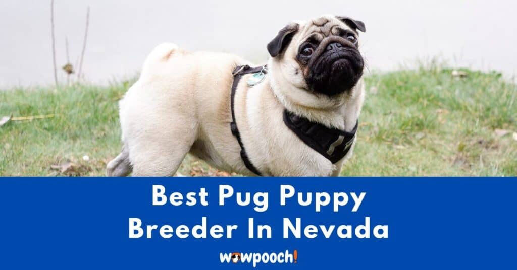 Top 1 Best Pug Breeder In Nevada (NV) State