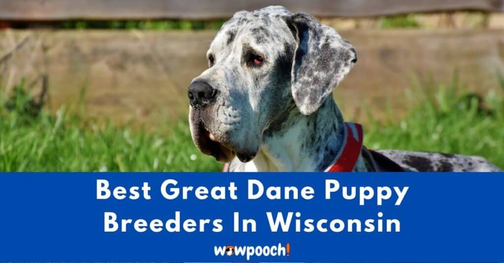 Top 10 Best Great Dane Breeders In Wisconsin (WI) State