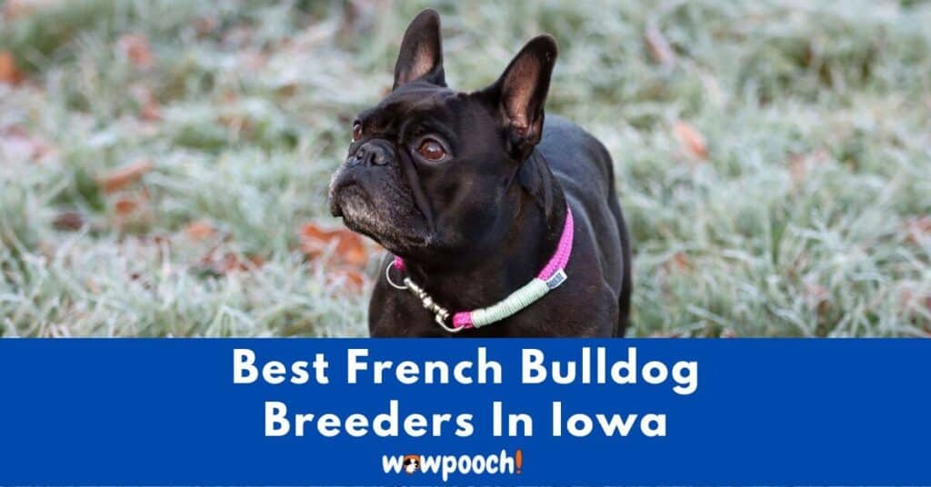 Top 13 Best French Bulldog Breeders In Iowa (IA) State