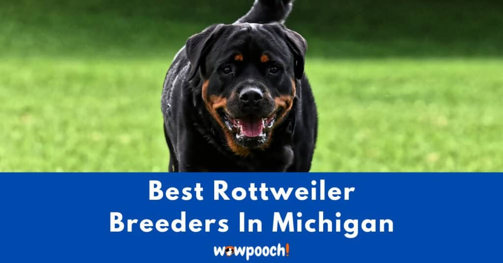 Top 17 Best Rottweiler Breeders In Michigan (MI) State