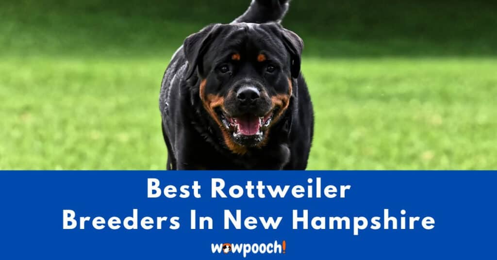 Top 2 Best Rottweiler Breeders In New Hampshire (NH) State