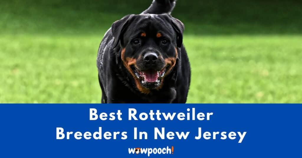 Top 2 Best Rottweiler Breeders In New Jersey (NJ) State