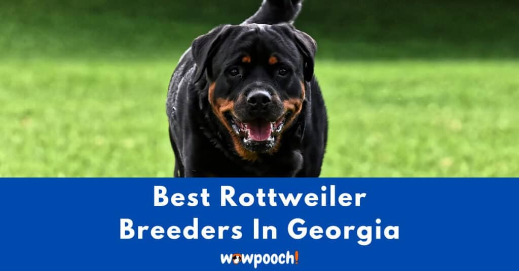 Top 20 Best Rottweiler Breeders In Georgia (GA) State