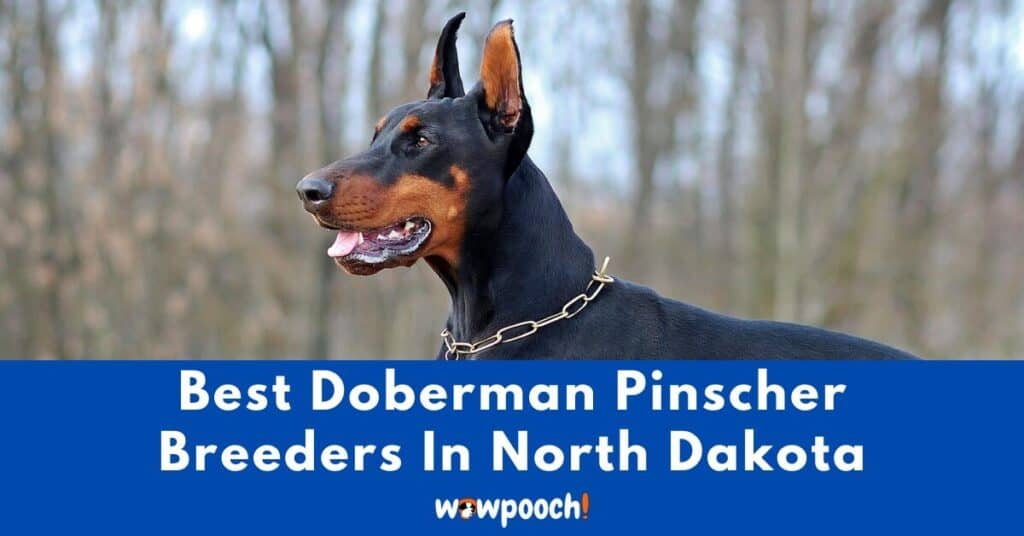 Top 3 Best Doberman Pinscher Breeders In North Dakota (ND) State