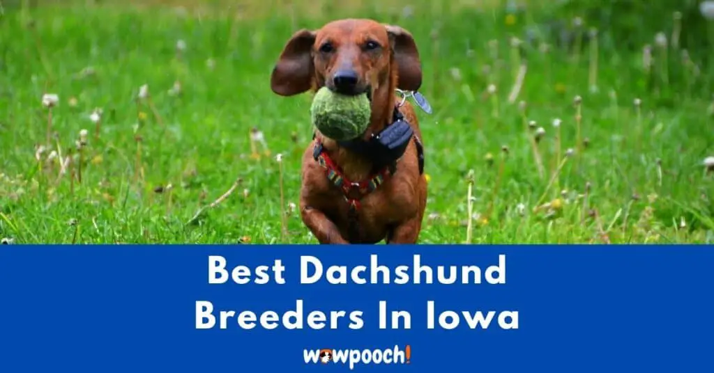 Top 5 Best Dachshund Breeders In Iowa (IA) State