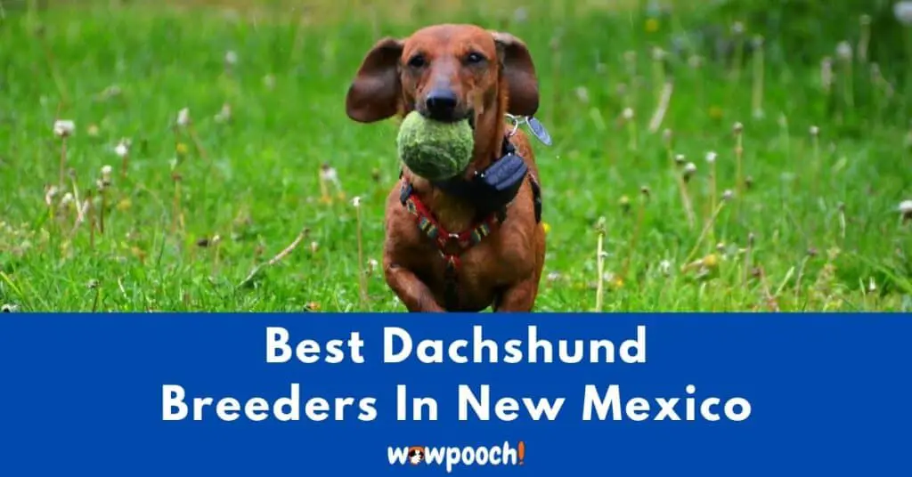 Top 5 Best Dachshund Breeders In New Mexico (NM) State