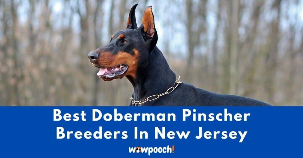 Top 5 Best Doberman Pinscher Breeders In New Jersey (NJ) State