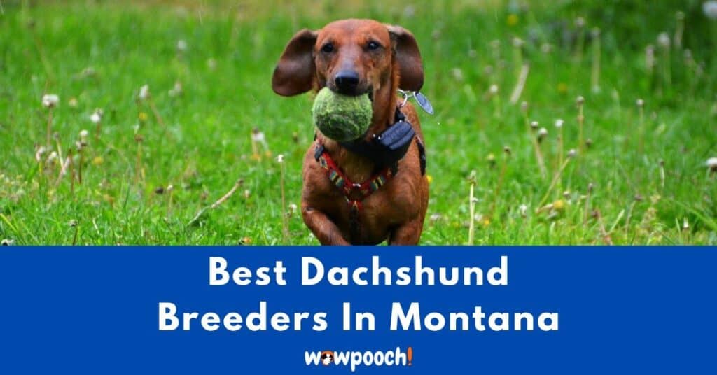 Top 6 Best Dachshund Breeders In Montana (MT) State