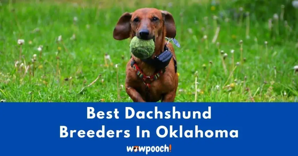 Top 6 Best Dachshund Breeders In Oklahoma (OK) State