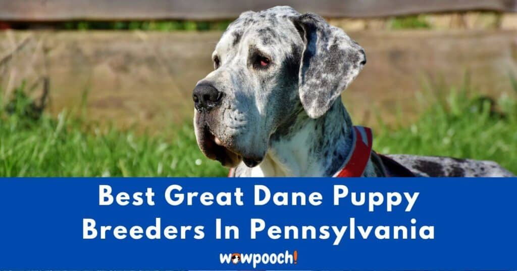Top 6 Best Great Dane Breeders In Pennsylvania (PA) State