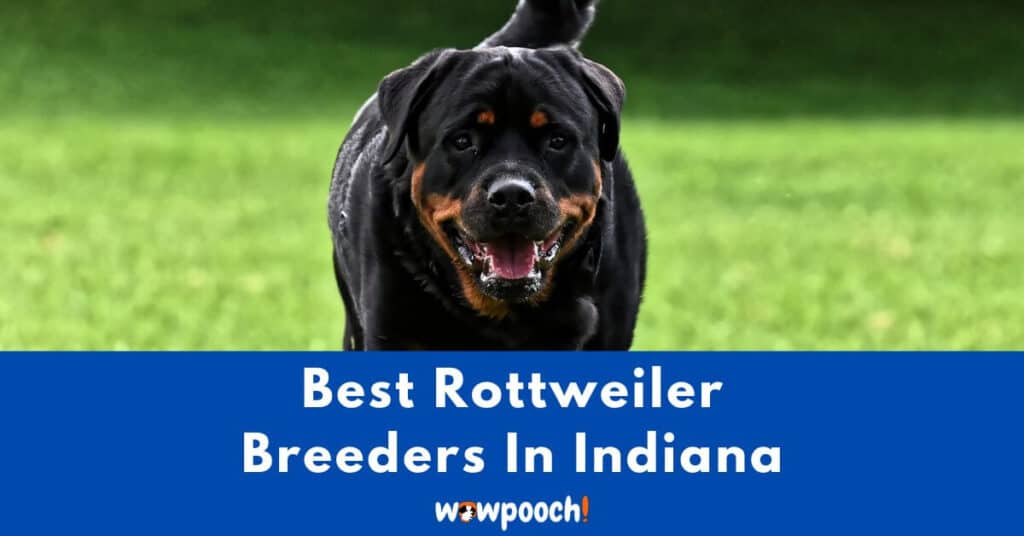 Top 7 Best Rottweiler Breeders In Indiana (IN) State