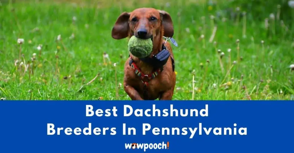 Top 9 Best Dachshund Breeders In Pennsylvania (PA) State