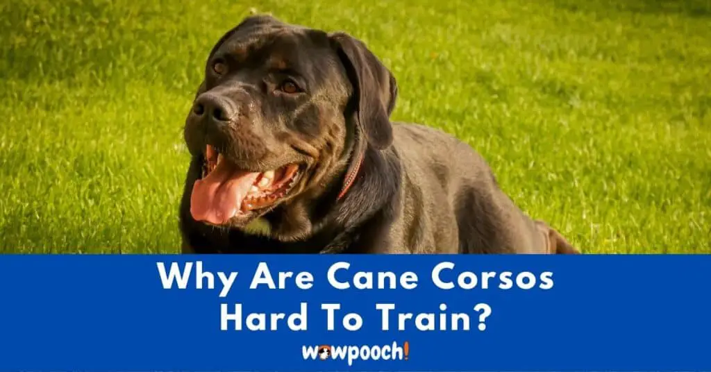 Why Are Cane Corsos Hard To Train?