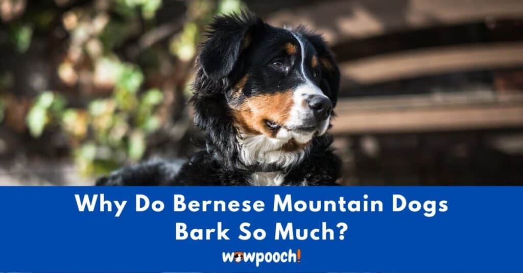Why Do Bernese Mountain Dogs Bark So Much?