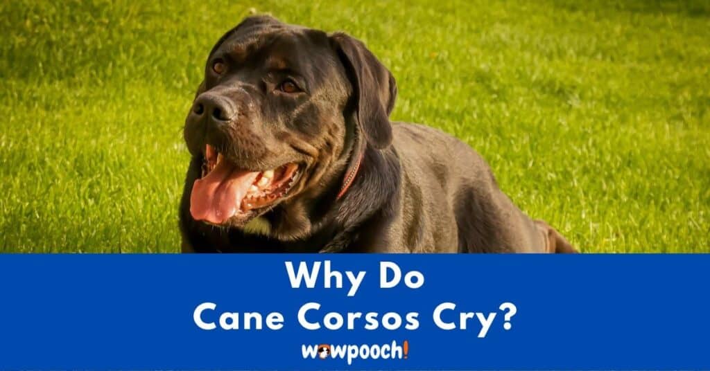 Why Do Cane Corsos Cry?