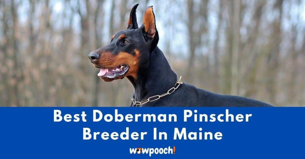 Best Doberman Pinscher Breeder In Maine (ME) State