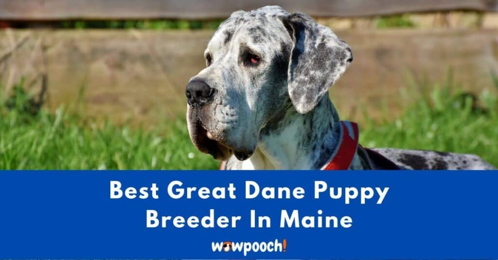 Best Great Dane Breeder In Maine (ME) State