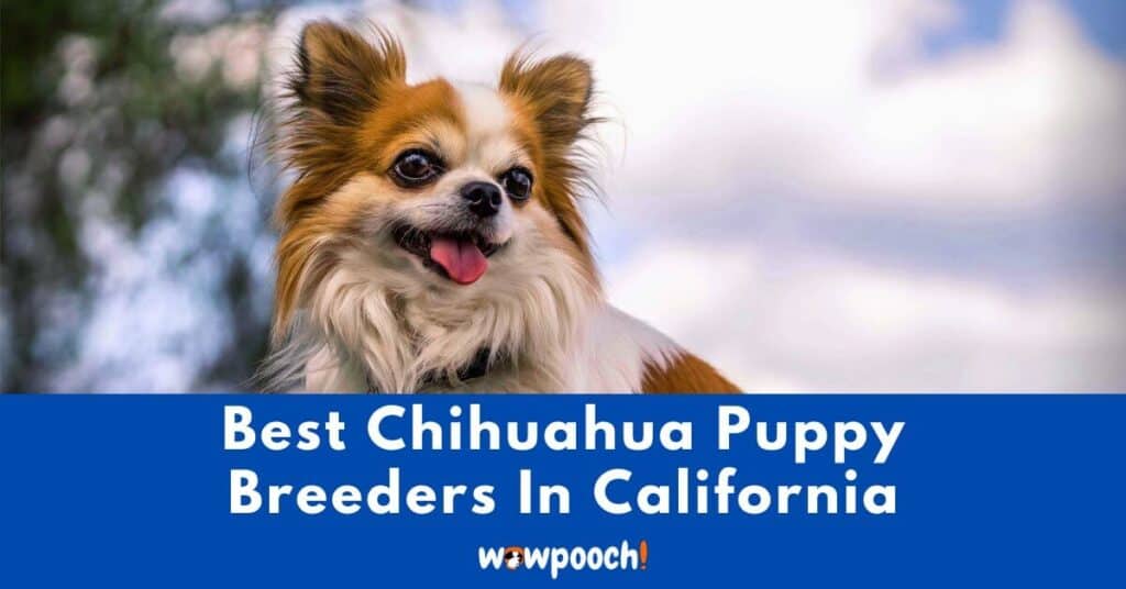 Top 12 Best Chihuahua Breeders In California (CA) State