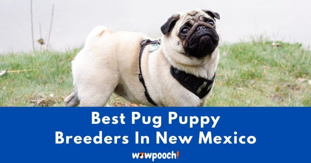 Top 2 Best Pug Breeders In New Mexico (NM) State