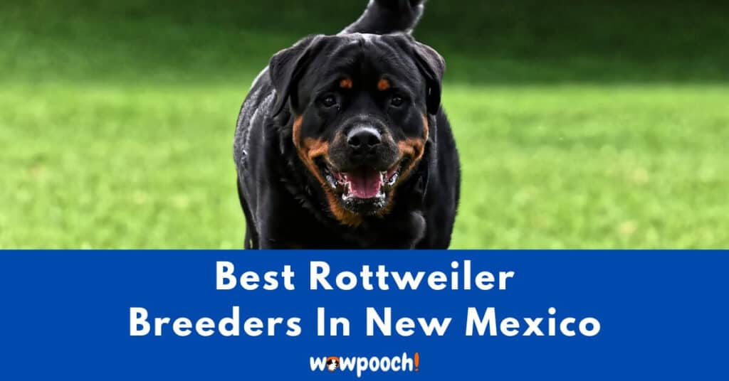 Top 2 Best Rottweiler Breeders In New Mexico (NM) State