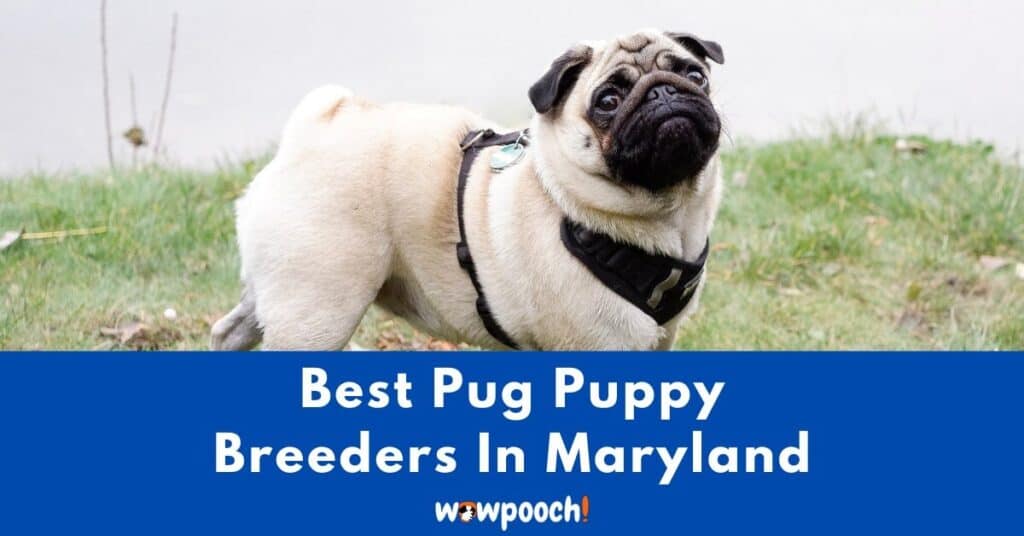 Top 3 Best Pug Breeders In Maryland (MD) State