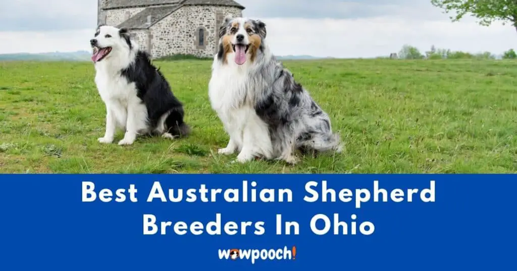 Top 35 Best Australian Shepherd Breeders In Ohio (OH) State