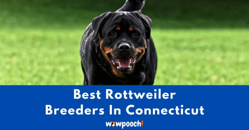 Top 5 Best Rottweiler Breeders In Connecticut (CT) State