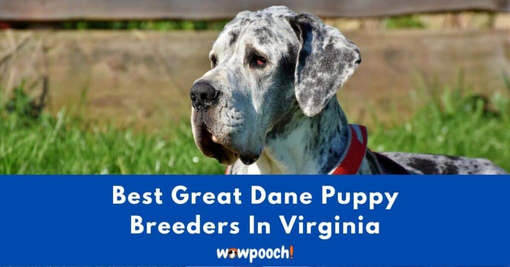 Top 6 Best Great Dane Breeders In Virginia (VA) State