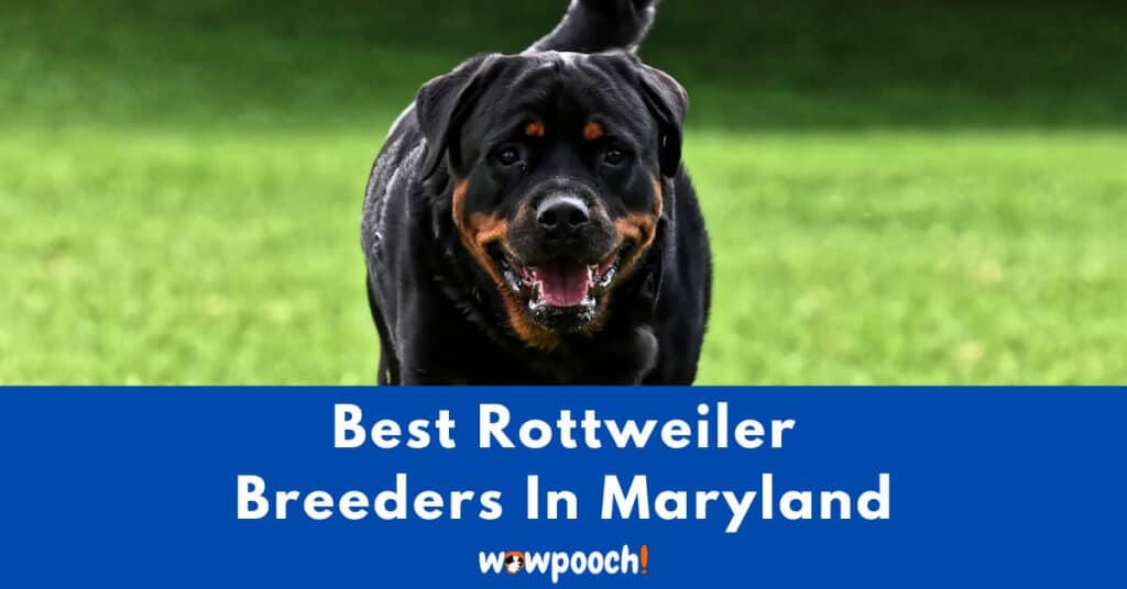 Top 7 Best Rottweiler Breeders In Maryland (MD) State