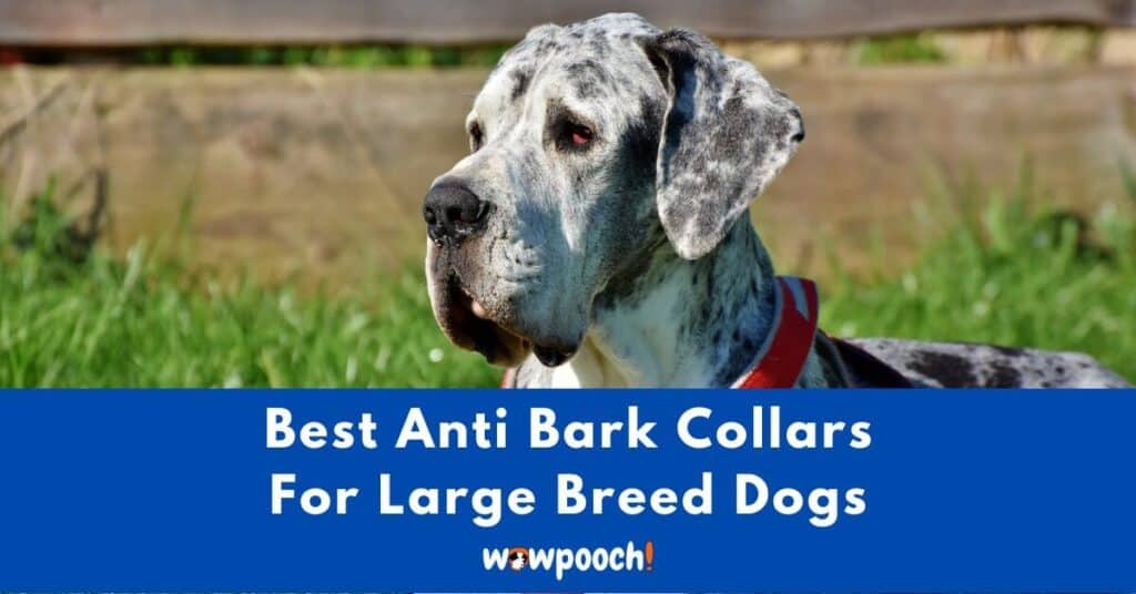 Top 10 Best Anti Bark Collars For Large Breed Dogs