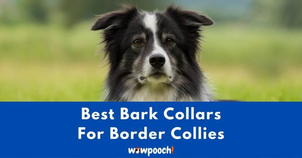 Top 10 Best Bark Collars For Border Collies