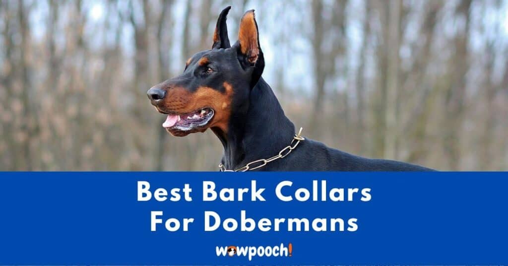 Top 10 Best Bark Collars For Dobermans