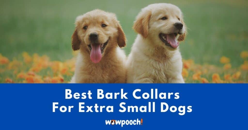 Top 10 Best Bark Collars For Extra Small Dogs