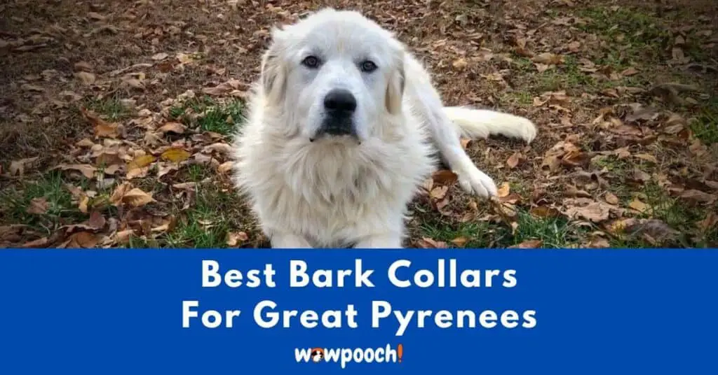 Top 10 Best Bark Collars For Great Pyrenees