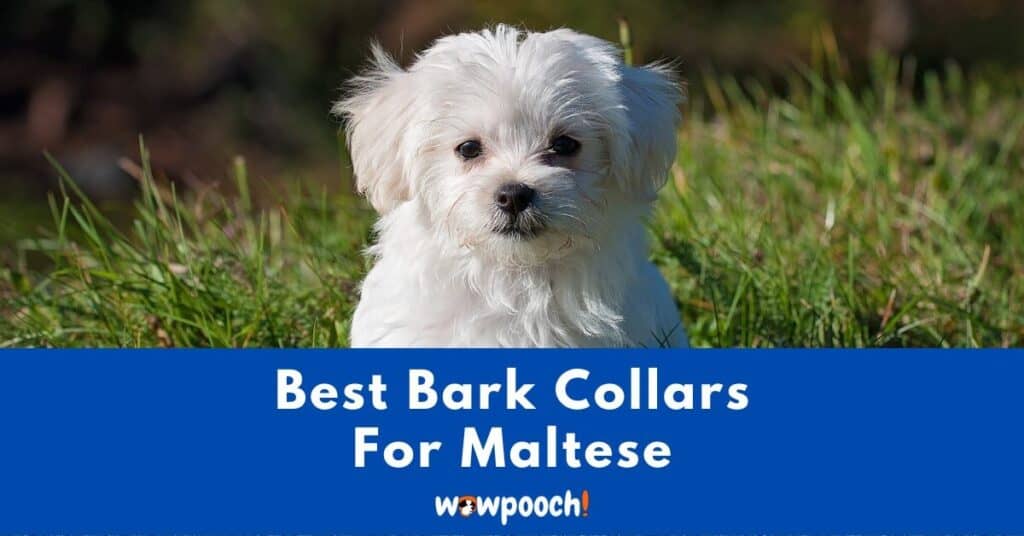 Top 10 Best Bark Collars For Maltese