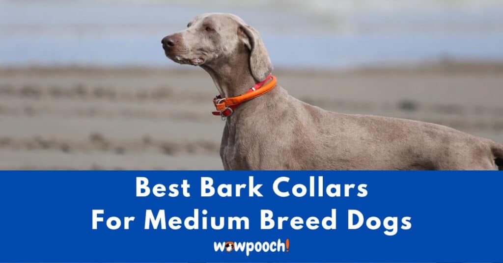 Top 10 Best Bark Collars For Medium Breed Dogs