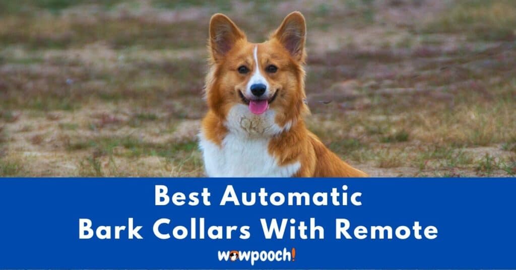 Top 5 Best Automatic Bark Collars With Remote