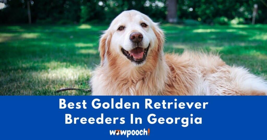 Top 52 Best Golden Retriever Breeders In Georgia (GA) State