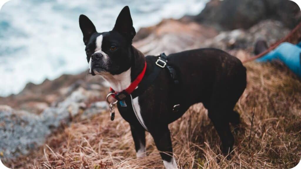 Boston Terrier At Hill