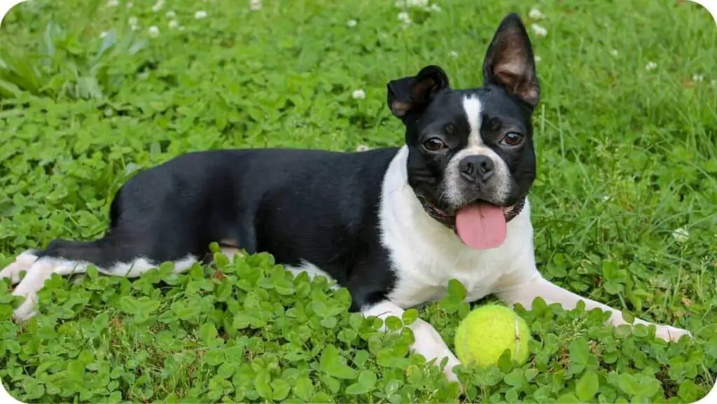 Boston Terrier With Ball