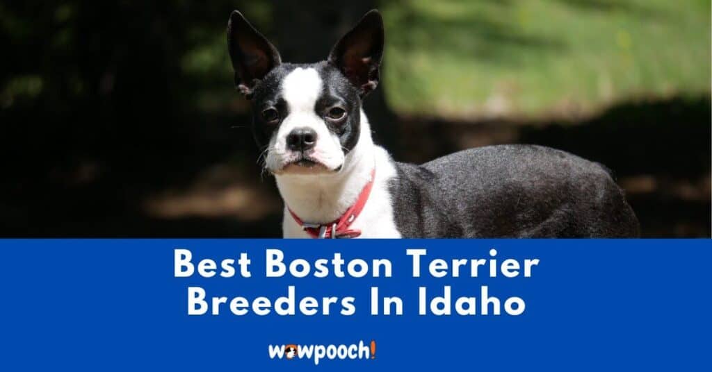 Top 2 Best Boston Terrier Breeders In Idaho (ID) State [2021]
