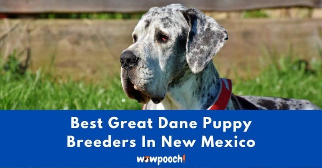 Top 2 Best Great Danes Breeders In New Mexico (NM) State [2021]