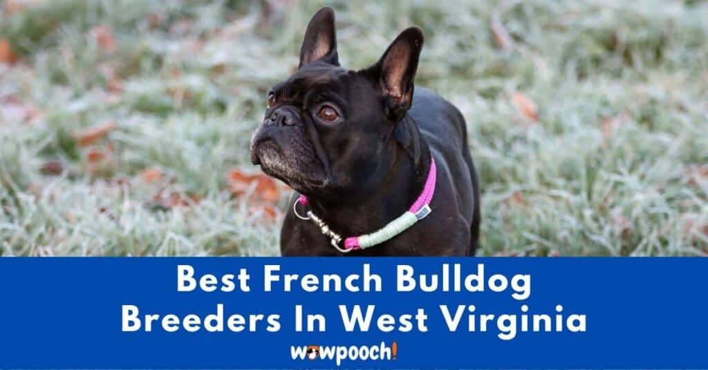 Top 5 Best French Bulldog Breeders In West Virginia (WV) State